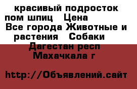 красивый подросток пом шпиц › Цена ­ 30 000 - Все города Животные и растения » Собаки   . Дагестан респ.,Махачкала г.